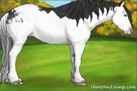 Horse Color:Black Splash Appaloosa 