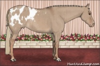 Horse Color:Red Dun Appaloosa Brindle 