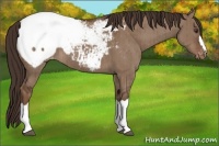 Horse Color:Liver Red Dun Appaloosa Brindle 