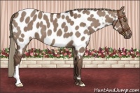 Horse Color:Liver Red Dun Appaloosa Brindle 