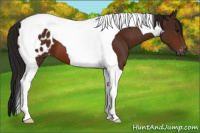 Horse Color:Gray Bay Tobiano Blanket 