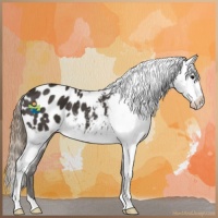 Horse Color:Smoky Black Appaloosa 