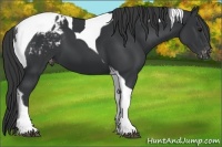 Horse Color:Black Tobiano Appaloosa