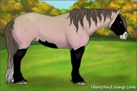 Horse Color:Amber Cream Champagne Dun Splash