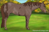 Horse Color:Liver Chestnut Ice Rabicano 
