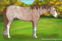 Horse Color:Red Ice Roan Sabino Splash 