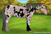 Horse Color:Nacre Brown Ice Appaloosa 