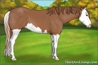 Horse Color:Chestnut Splash 