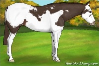 Horse Color:Liver Chestnut Splash Frame Snowcap 