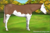 Horse Color:Chestnut Splash Appaloosa 