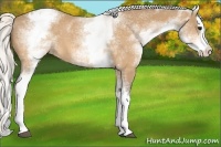 Horse Color:White Spotted Silver Buckskin Splash Appaloosa 