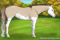 Horse Color:Red Dun Splash