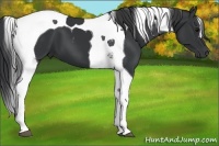 Horse Color:Black Tobiano 