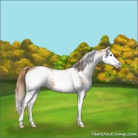 Horse Color:White Spotted Chestnut Splash 