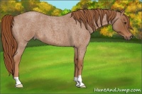Horse Color:Red Roan
