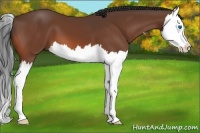 Horse Color:Bay Splash 