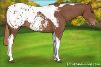 Horse Color:Chestnut Tobiano Appaloosa