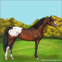 Horse Color:Bay Appaloosa 
