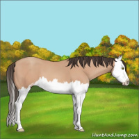 Horse Color:Amber Champagne Sabino Splash