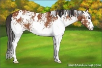 Horse Color:White Spotted Bay 