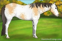 Horse Color:White Spotted Buckskin Roan