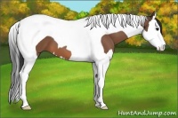 Horse Color:Bay Splash Tobiano