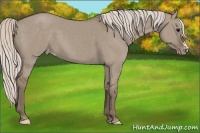 Horse Color:Silver Grullo Appaloosa 