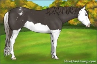 Horse Color:Smoky Black Splash Appaloosa