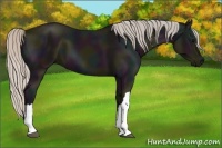Horse Color:Midnight Silver Black 