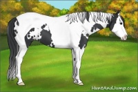 Horse Color:White Spotted Black Splash Tobiano Appaloosa