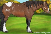 Horse Color:White Spotted Bay Snowflake Varnish