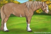 Horse Color:White Spotted Chestnut Snowflake Varnish Rabicano 