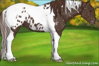 Horse Color:Liver Chestnut Tobiano Appaloosa