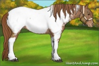 Horse Color:Chestnut Tobiano Near Fewspot