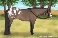 Horse Color:Brown Dun Appaloosa Brindle 