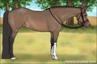 Horse Color:Brown Dun Appaloosa Brindle 