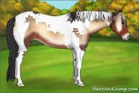 Horse Color:Brown Onyx Tobiano 
