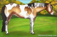 Horse Color:Buckskin Onyx Tobiano 