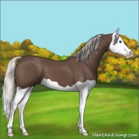 Horse Color:Silver Black Splash