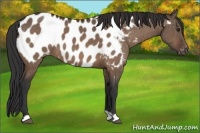 Horse Color:Brown Dun Appaloosa Brindle 