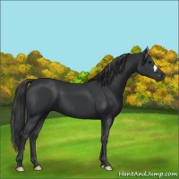 Horse Color:Black 