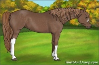Horse Color:Liver Chestnut 
