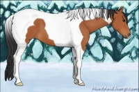 Horse Color:Bay Tobiano 