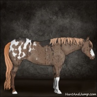 Horse Color:Liver Red Dun Appaloosa