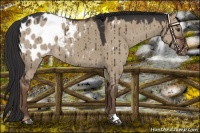 Horse Color:Liver Red Dun Appaloosa Brindle 