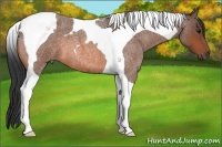 Horse Color:Bay Roan Tobiano