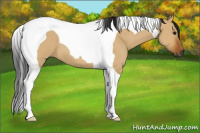 Horse Color:Gray Bay Dun Tobiano