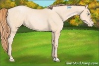 Horse Color:Buckskin Pearl 