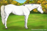 Horse Color:White Spotted Palomino Appaloosa 