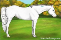 Horse Color:White Spotted Silver Smoky Black Pearl Near Leopard 